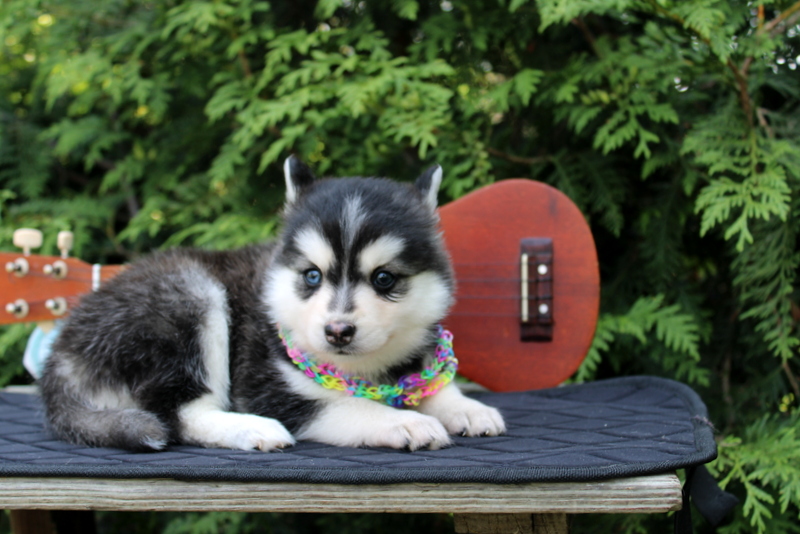 puppy, for, sale, Pomsky, Matthew B. Stoltzfus, dog, breeder, Gap, PA, dog-breeder, puppy-for-sale, forsale, nearby, find, puppyfind, locator, puppylocator, aca